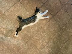 -Daorae Korean BBQ Tanjung Tokong