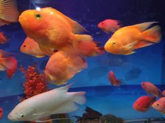 -重庆欢乐海底世界