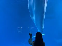 -海合安成都极地海洋公园