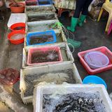 海鸥岛游啊游