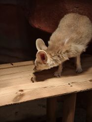 -Zoolung Zoolung动物主题公园(海信广场店)