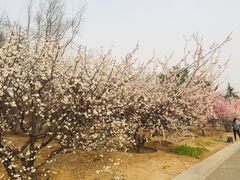 -北京鹫峰国家森林公园