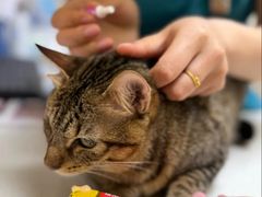 -安安宠医宠物医院·异宠·犬猫内科(岳阳分院)