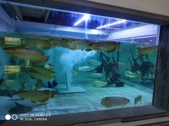 -中环花鸟鱼虫市场