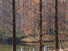 -黄海国家森林公园