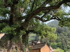 -杨家堂村