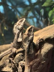 -Zoolung Zoolung动物主题公园(海信广场店)