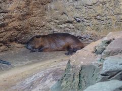 -迪拜水族馆及水下动物园