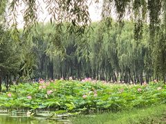 -东郊湿地公园