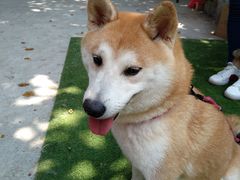 -柴犬高等学院·狗咖·柴犬售卖·宠物训练