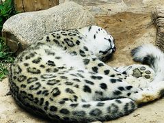 -青藏高原野生动物园