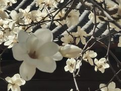 -护国法轮寺
