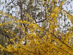 -元大都城垣遗址公园