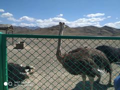 -新疆天山野生动物园
