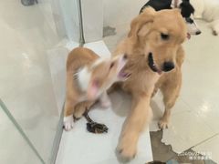 -共舞时光猫咖·狗咖(新街口店)