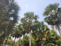 -中国科学院西双版纳热带植物园