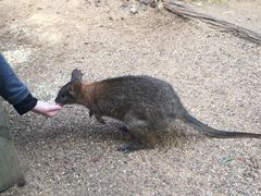 -费瑟代尔野生动物园