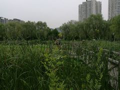景点-望湖公园