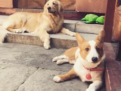 -百好乐宠物友好餐厅(朝外大街店)