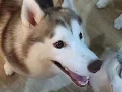 -Husky Go! 哈士奇体验馆·宠物咖啡厅狗咖