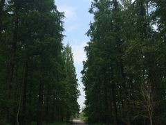 -东平国家森林公园