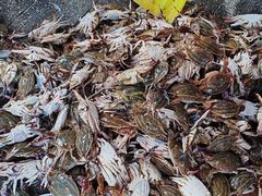 -芦潮港集贸市场
