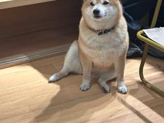 -是阿柴呀！柴犬咖啡·爱喵喵猫咖