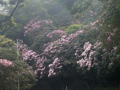 -梧桐山风景名胜区