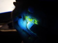 -芭比堂动物医院·CT·微创中心(新顺分院)