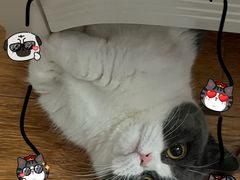 -宠爱国际动物医院· 猫科· 外科·中兽医(长白店)