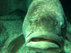 -瑞普利水族馆
