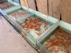 -秦美花卉(天朗·莱茵小城2期店)