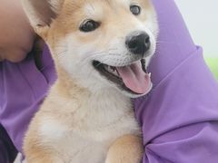 -北京观赏动物医院·24小时大型综合·猫专科·异宠专科