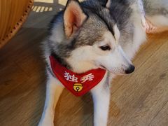 -Husky Go! 哈士奇体验馆·宠物咖啡厅狗咖