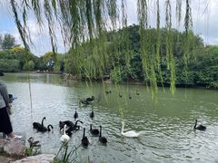-扬州市茱萸湾风景区