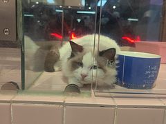 -FAELING PETS美天灵宠物(富力广场店)