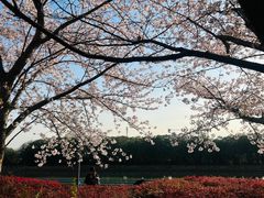 -高东镇樱花园