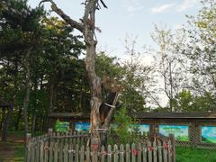 -高尔山公园