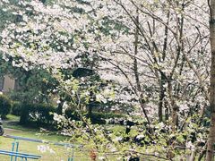 -武汉大学-樱园
