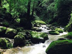 -牛背梁国家森林公园