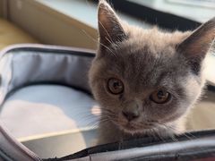 -瑞派宠物医院·犬猫全科·猫友好(宾水西道店)