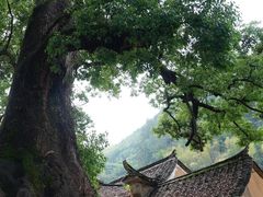-杨家堂村
