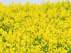 -三圣花乡旅游区