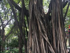 -荔湾湖公园