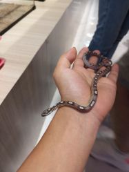 -Moni星球萌宠·小马宝莉·灵蛇·高端高阶全萌宠互动体验俱乐部(红豆国际广场店)