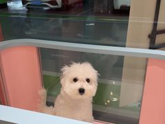 -FAELING PETS美天灵宠物(合生汇店)