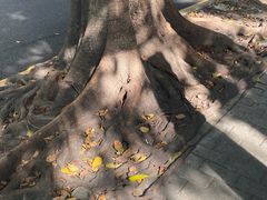 -四海公园(南山区)