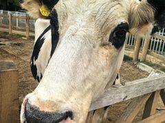 -神户市立六甲山牧场