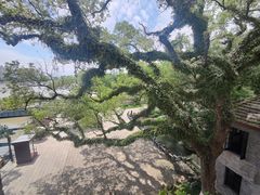 -江心屿景区