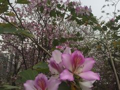 -广东花都湖国家湿地公园